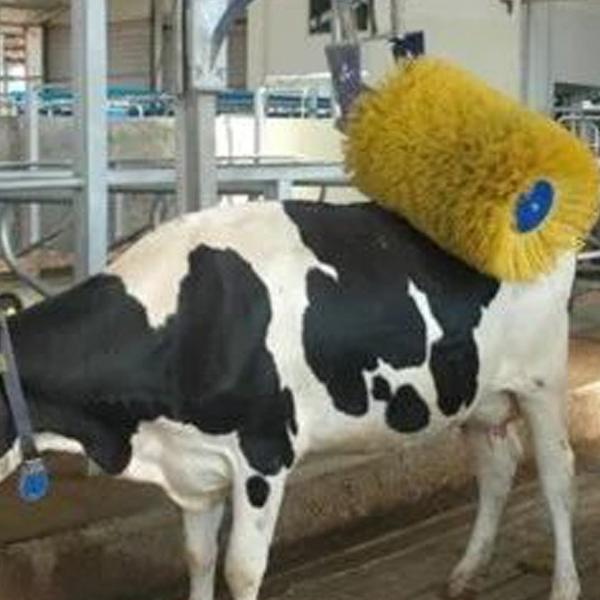 Kratzb&uuml;rste f&uuml;r Rinderk&ouml;rper